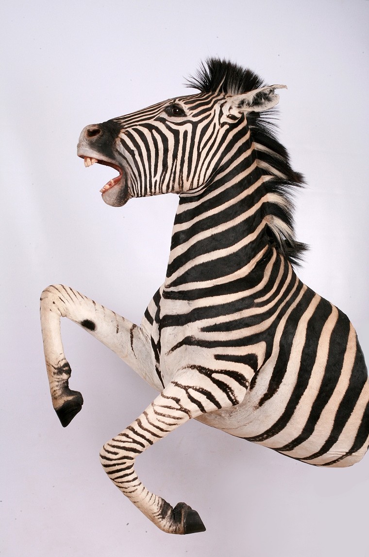 Half Mount